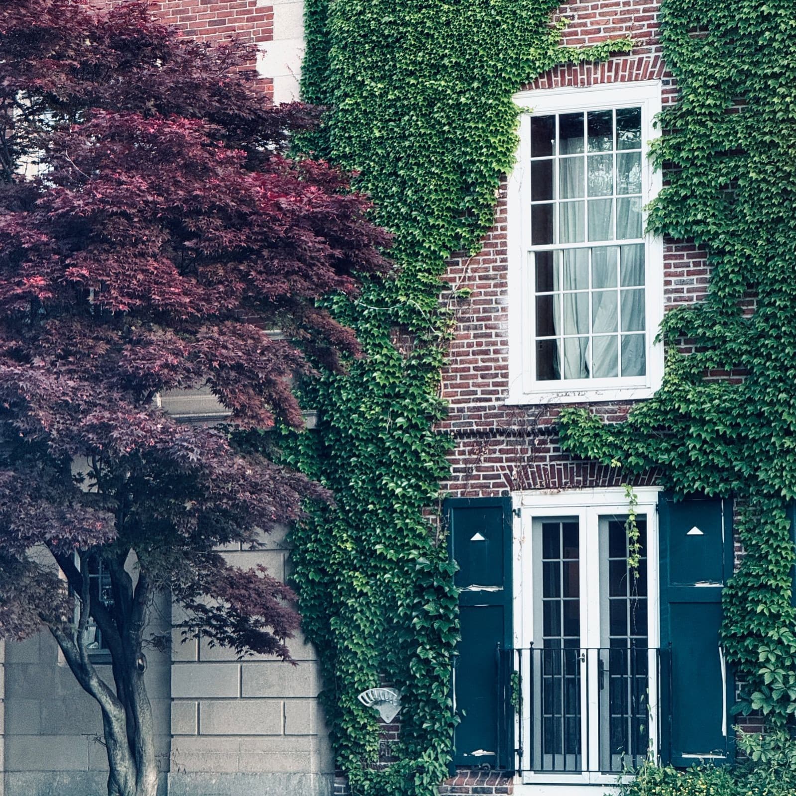 Vintage brick house with lush ivy and a Japanese maple tree