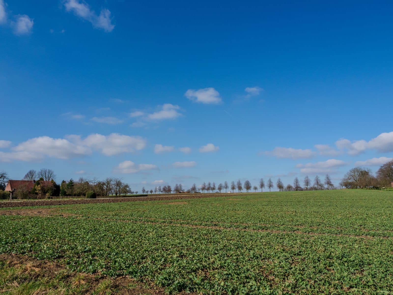 Expansive green field under a bright blue sky