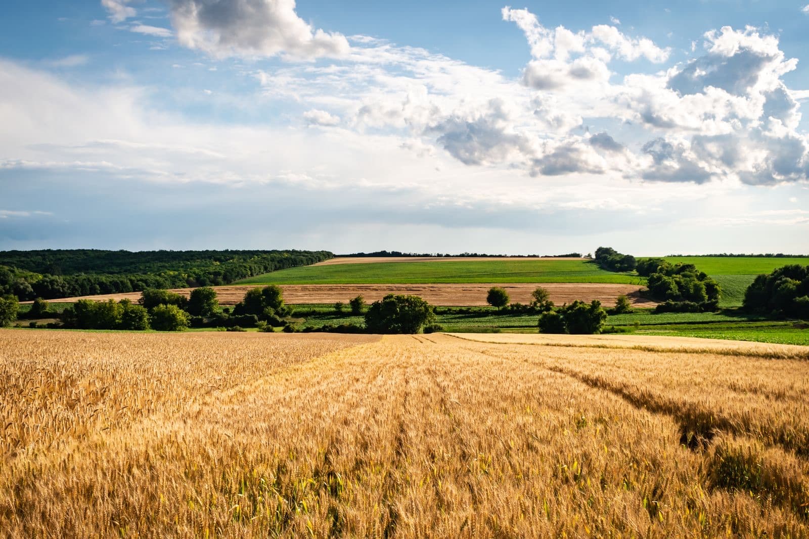 Rural landscape with fields and greenery under a blue sky