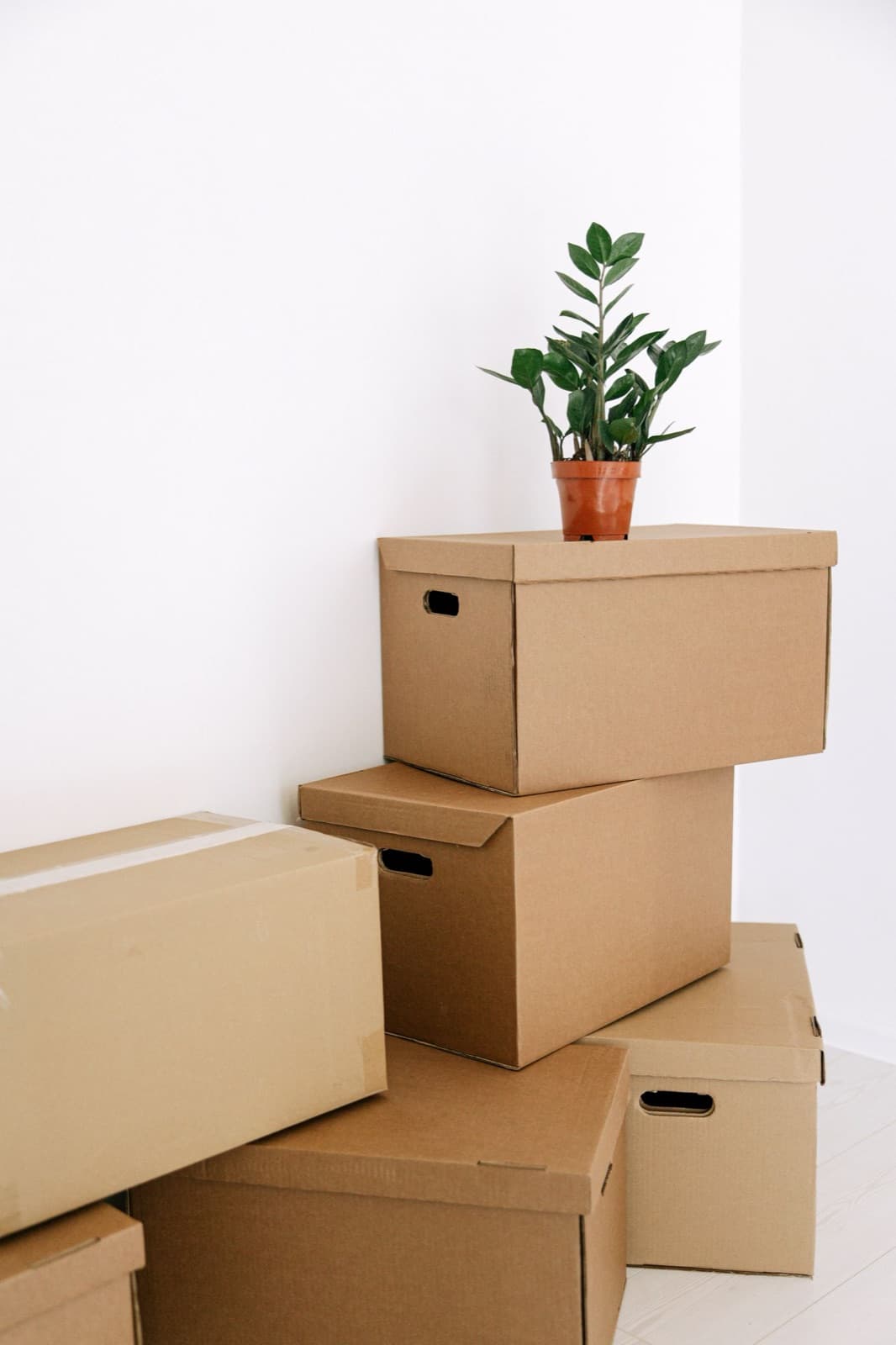 Stack of cardboard moving boxes with a small potted plant on top